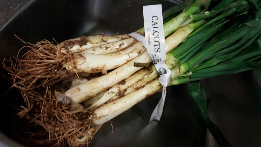 wp-1455737744685 image